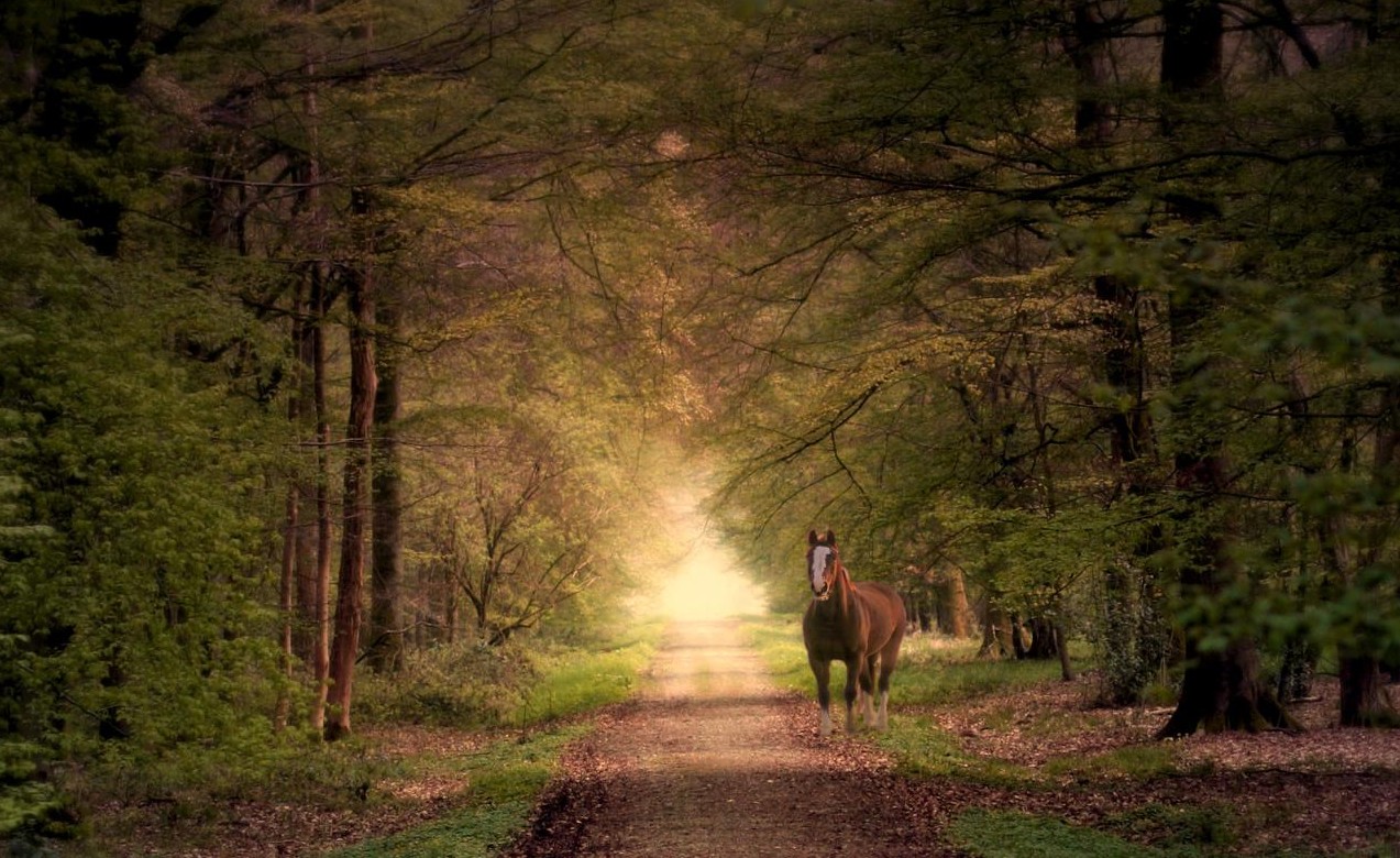 A photo of a horse in the woods, published as part of "The Magic a Content Audit Holds