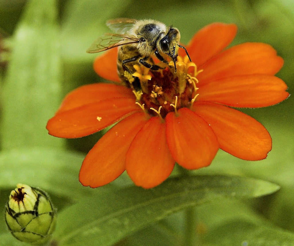 A bee pollinating a flower, published as part of "Traditional Marketing vs Digital Marketing: 3 Things To Consider"