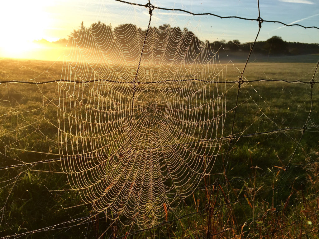 A spiderweb on a fence at sunrise, published as part of "How to Choose a Web Design Company for Your Small Business Or Non-Profit"