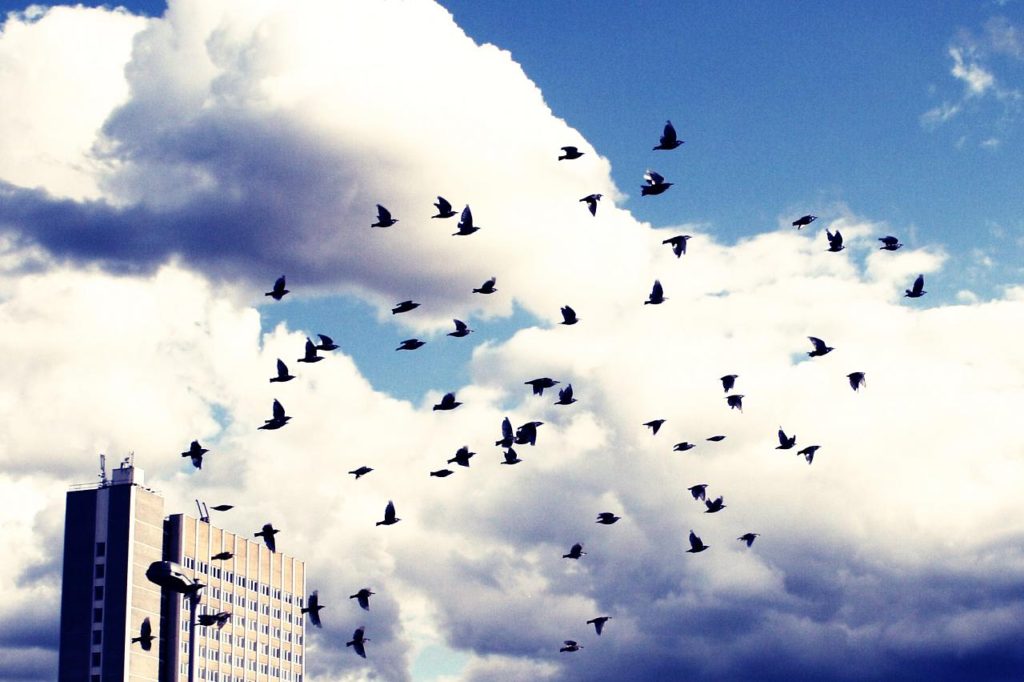 A flock of birds flying over a building, published to "3 Things That Can Go Wrong With Your Website Migration Process"