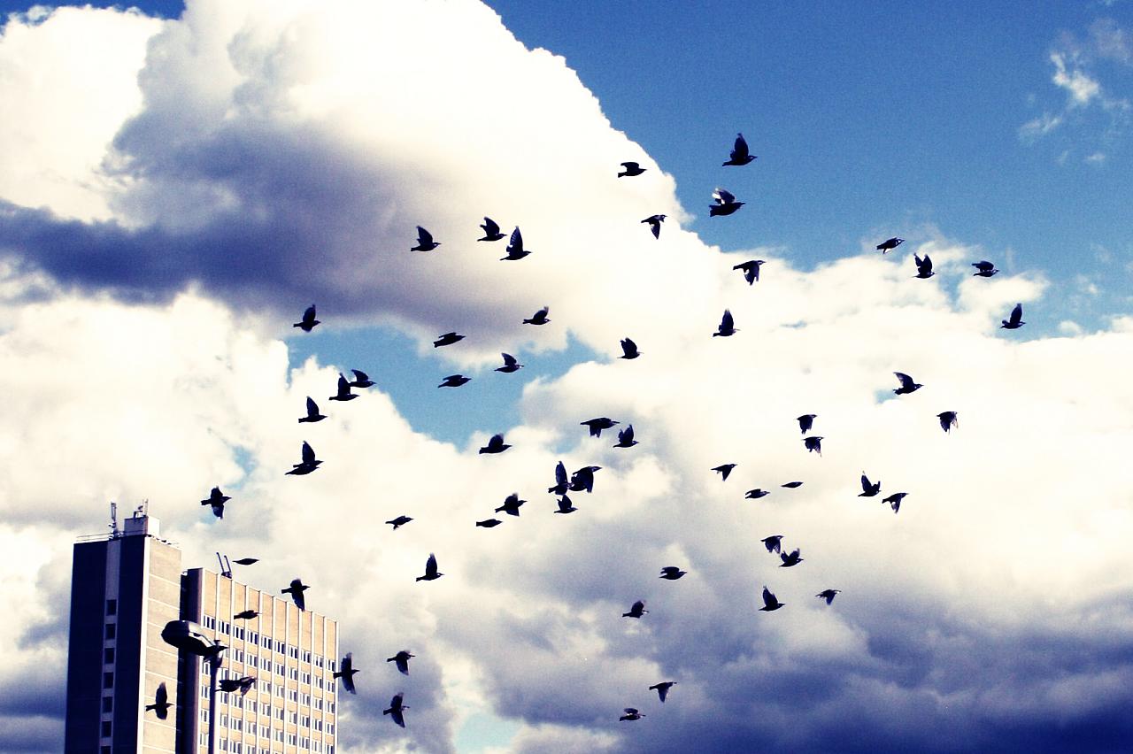 A flock of birds flying over a building, published to 