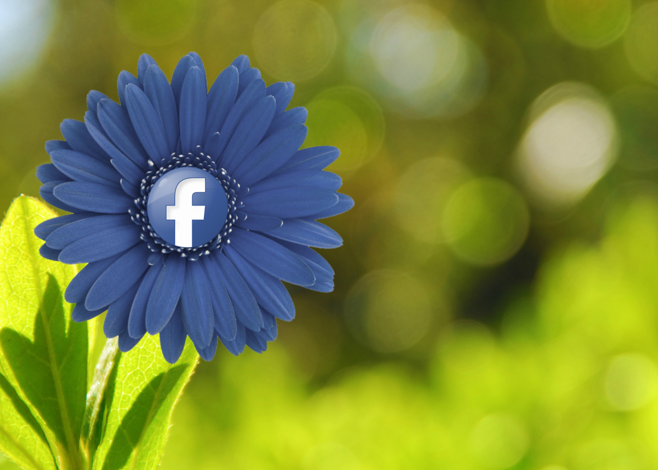 A blue flower with the Facebook icon as its center, published to 
